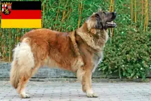 Read more about the article Crescători și căței Leonberger în Renania-Palatinat