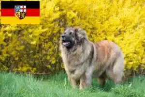 Read more about the article Crescători și căței Leonberger în Saarland