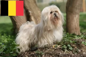 Read more about the article Lhasa Apso crescători și căței în Belgia