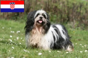 Read more about the article Lhasa Apso crescători și căței în Croația