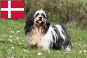 Read more about the article Lhasa Apso crescători și căței în Danemarca