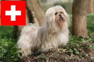 Read more about the article Lhasa Apso crescători și căței în Elveția