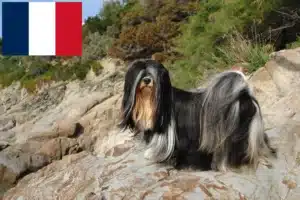 Read more about the article Lhasa Apso crescători și căței în Franța