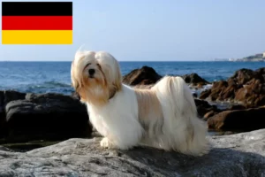 Read more about the article Lhasa Apso crescători și căței în Germania