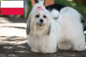 Read more about the article Lhasa Apso crescători și căței în Polonia