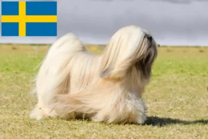 Read more about the article Lhasa Apso crescători și căței în Suedia