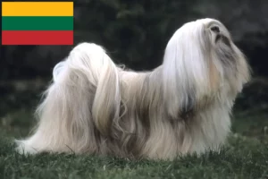 Read more about the article Lhasa Apso crescători și căței în Lituania