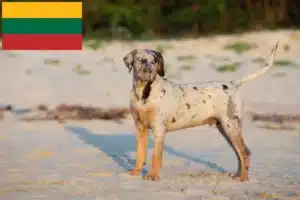 Read more about the article Louisiana Catahoula Leopard Leopard Dog Breeder și cățeluși în Lituania