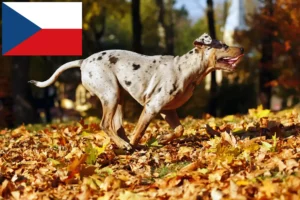 Read more about the article Louisiana Catahoula Leopard Leopard Dog Breeder și cățeluși în Republica Cehă