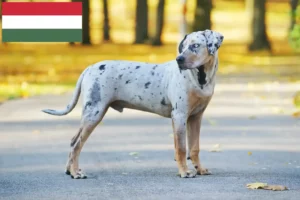 Read more about the article Louisiana Catahoula Leopard Leopard Dog Breeder și cățeluși în Ungaria