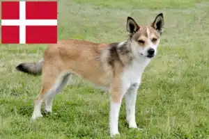 Read more about the article Crescători de Lundehund norvegian și căței în Danemarca