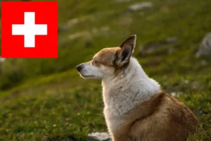 Read more about the article Crescători de Lundehund norvegian și căței în Elveția