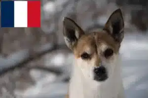 Read more about the article Crescători de Lundehund norvegian și căței în Franța