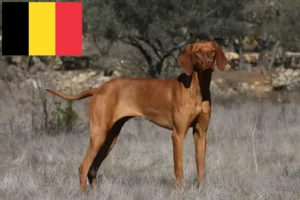 Read more about the article Magyar Vizsla crescători și căței în Belgia