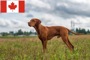 Read more about the article Magyar Vizsla crescători și căței în Canada