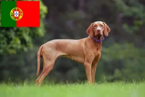 Read more about the article Magyar Vizsla crescători și căței în Portugalia