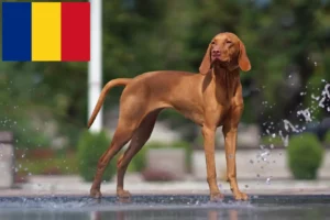 Read more about the article Magyar Vizsla crescători și căței în România