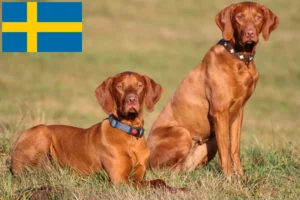 Read more about the article Magyar Vizsla crescători și căței în Suedia