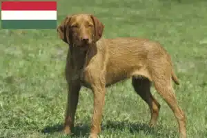 Read more about the article Magyar Vizsla crescători și căței în Ungaria