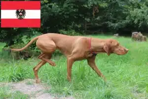 Read more about the article Magyar Vizsla crescători și căței în Austria