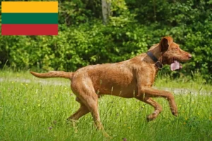 Read more about the article Magyar Vizsla crescători și căței în Lituania