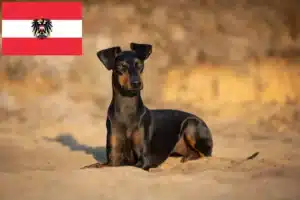 Read more about the article Manchester Terrier crescători și căței în Austria