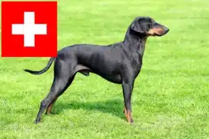 Read more about the article Manchester Terrier crescători și căței în Elveția