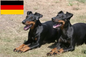 Read more about the article Manchester Terrier crescători și căței în Germania