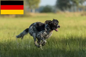 Read more about the article Mare Münsterländer crescător și căței în Germania