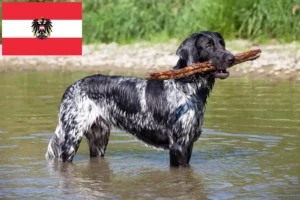 Read more about the article Mare Münsterländer crescător și căței în Austria