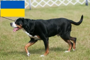 Read more about the article Marele câine de munte elvețian Mountain Dog Breeder și cățeluși în Ucraina