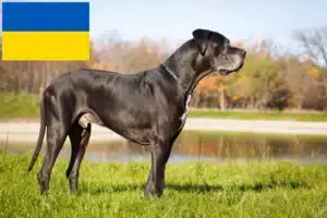 Read more about the article Great Dane crescători și căței în Ucraina