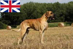 Read more about the article Great Dane crescători și căței în Marea Britanie