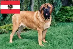 Read more about the article Crescători de mastiff și căței în Austria