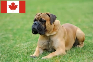 Read more about the article Mastiff crescători și căței în Canada