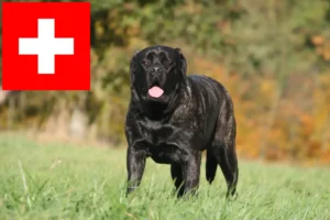 Read more about the article Crescători de mastiff și căței în Elveția