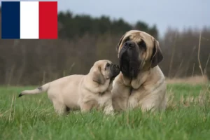 Read more about the article Crescători de mastiff și căței în Franța