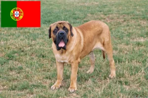 Read more about the article Crescători de mastiff și căței în Portugalia