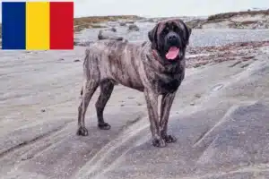 Read more about the article Crescători de mastiff și căței în România