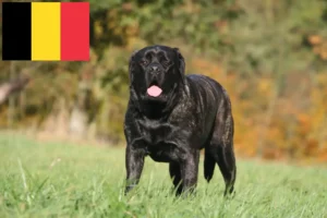 Read more about the article Crescători de mastiff și căței în Belgia