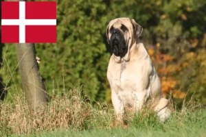 Read more about the article Crescători de mastiff și căței în Danemarca