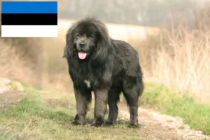 Read more about the article Tibetan Dog Breeder și căței în Estonia