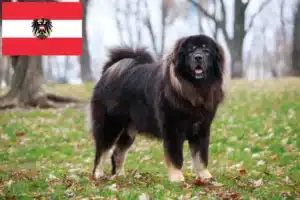 Read more about the article Tibetan Mastiff crescători și căței în Austria