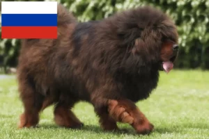 Read more about the article Tibetan Mastiff crescători și căței în Rusia