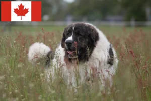 Read more about the article Mastín del Pirineo crescători și căței în Canada