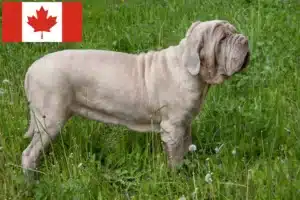 Read more about the article Mastino Napoletano crescători și căței în Canada