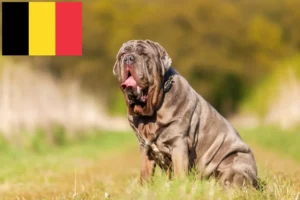 Read more about the article Mastino Napoletano crescători și căței în Belgia