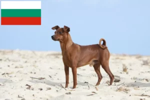 Read more about the article Pinscher Miniatural crescători și căței în Bulgaria