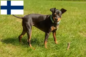 Read more about the article Pinscher Miniatural crescători și căței în Finlanda