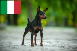 Read more about the article Pinscher Miniatural crescători și căței în Italia